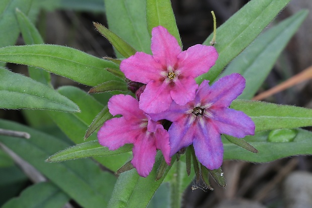 kamienka modropurpurová Lithospermum purpurocaeruleum L.