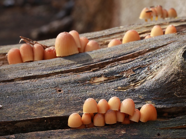 prilbička žltohlúbiková Mycena renati Quél.