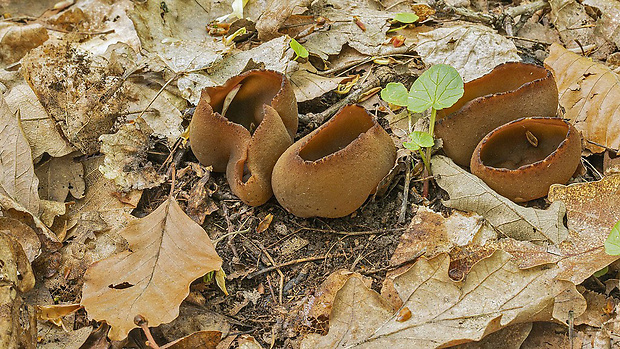 čiaška Peziza sp.