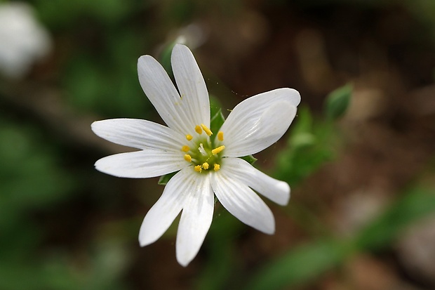 hviezdica veľkokvetá Stellaria holostea L.