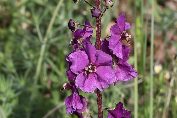 divozel tmavočervený Verbascum phoeniceum L.