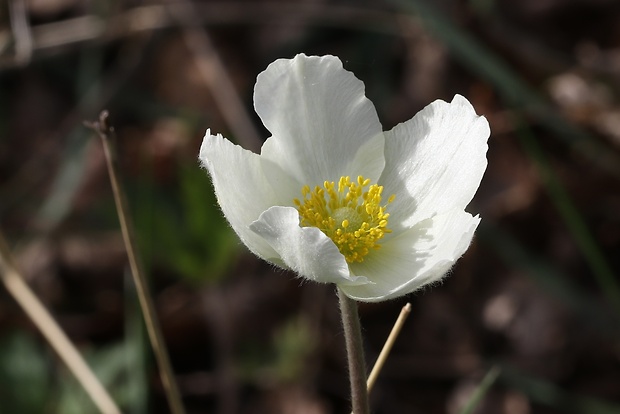 veternica lesná Anemone sylvestris L.