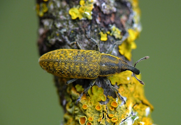 dlhánik Lixus pulverulentus