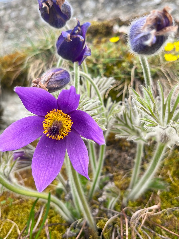 poniklec obyčajný Pulsatilla vulgaris Mill.