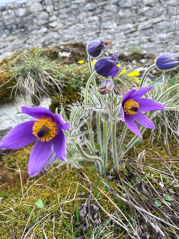 poniklec obyčajný Pulsatilla vulgaris Mill.