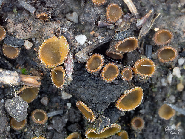 tricharína Tricharina praecox (P. Karst.) Dennis