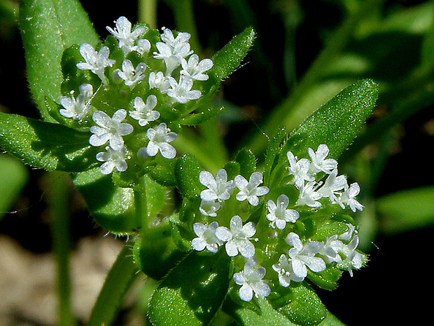 valeriánka poľná Valerianella locusta (L.) Laterr.