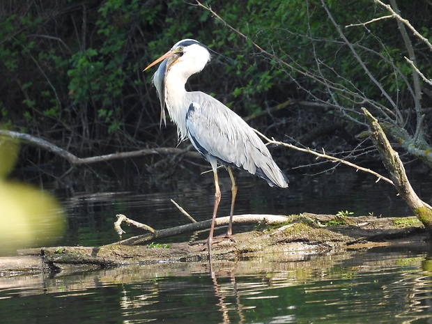 volavka popolavá Ardea cinerea