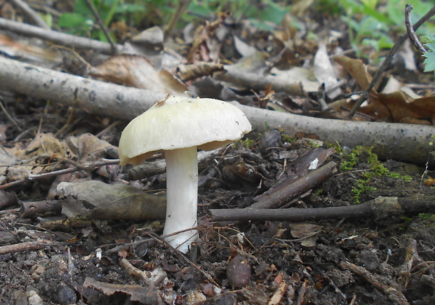 hodvábnica jarná Entoloma clypeatum (L.) P. Kumm.