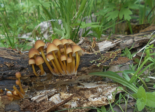 prilbička žltohlúbiková Mycena renati Quél.