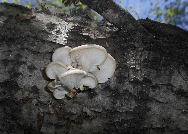 hliva buková Pleurotus pulmonarius (Fr.) Quél.