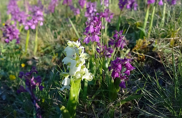 červenohlav obyčajný Anacamptis morio (L.) R. M. Bateman, A. M. Pringeon & M. W. Chase