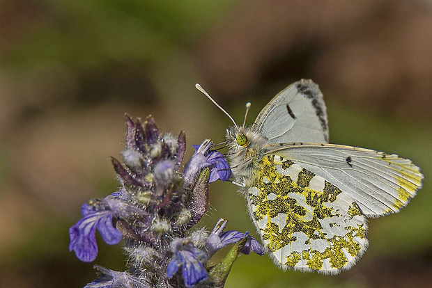 mlynárik žeruchový, samička Anthocharis cardamines