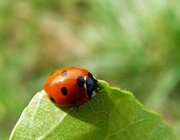 lienka sedembodková Coccinella septempunctata  Linnaeus, 1758