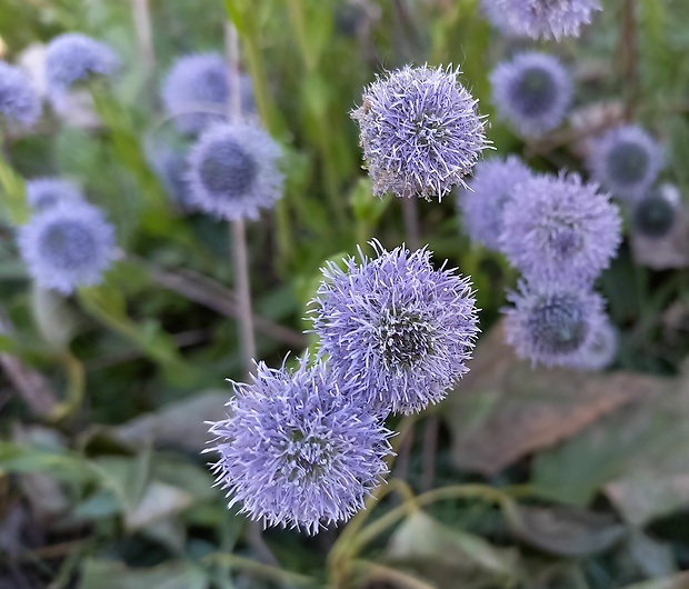 guľôčka bodkovaná Globularia punctata Lapeyr.