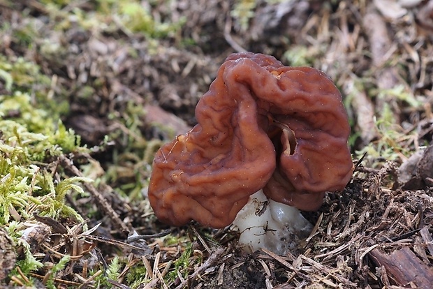 ušiak obyčajný Gyromitra esculenta (Pers.) Fr.