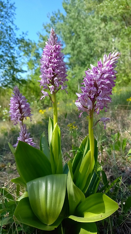 vstavač vojenský Orchis militaris L.