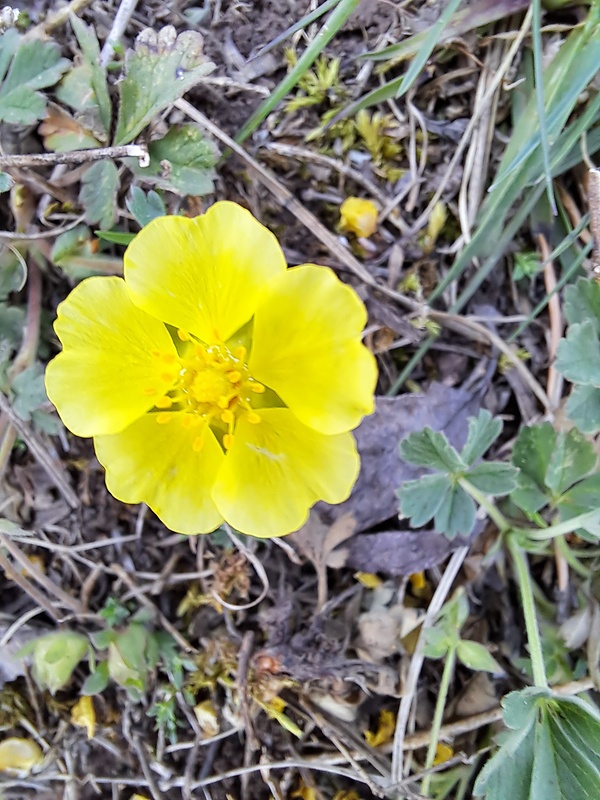 nátržník piesočný Potentilla arenaria Borkh.