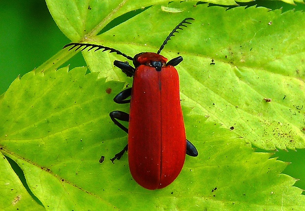 červenáčik ohnivý Pyrochroa coccinea