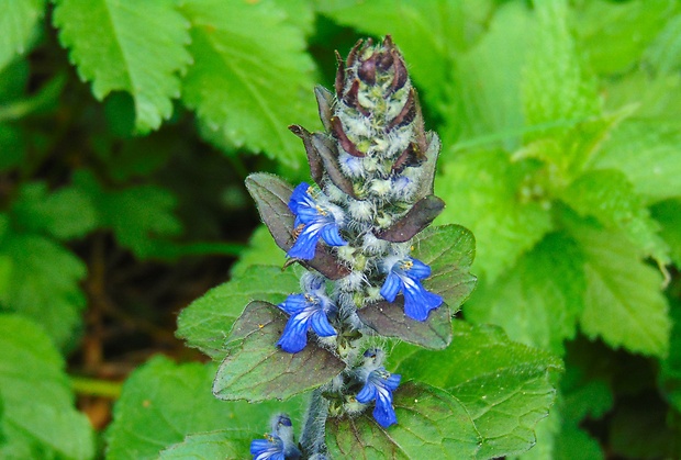 zbehovec plazivý Ajuga reptans L.