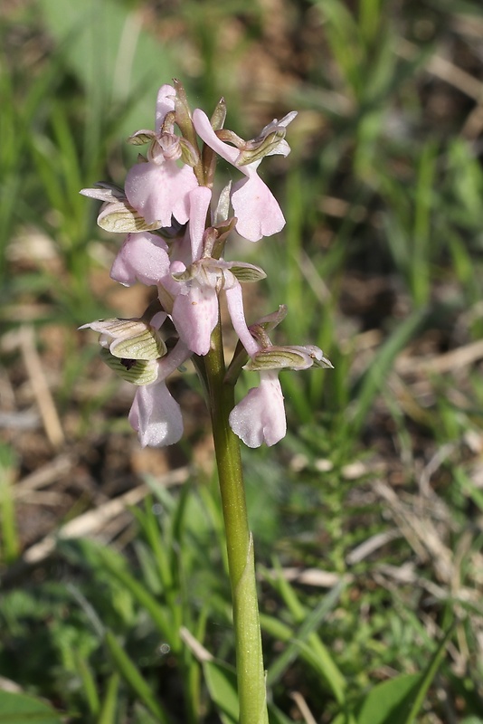 červenohlav obyčajný Anacamptis morio (L.) R. M. Bateman, A. M. Pringeon & M. W. Chase