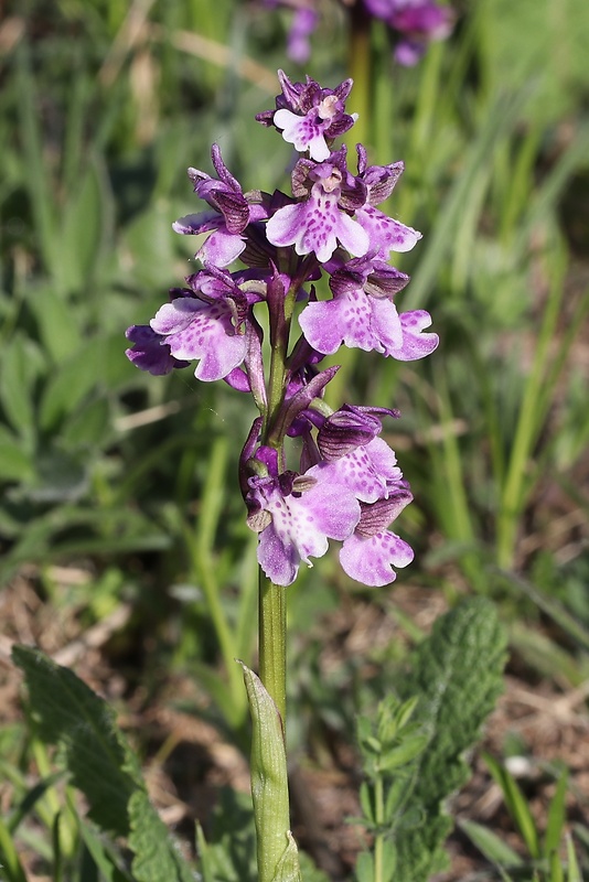 červenohlav obyčajný Anacamptis morio (L.) R. M. Bateman, A. M. Pringeon & M. W. Chase