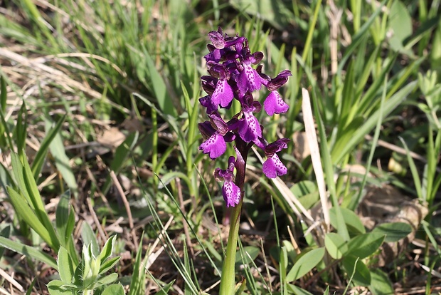 červenohlav obyčajný Anacamptis morio (L.) R. M. Bateman, A. M. Pringeon & M. W. Chase