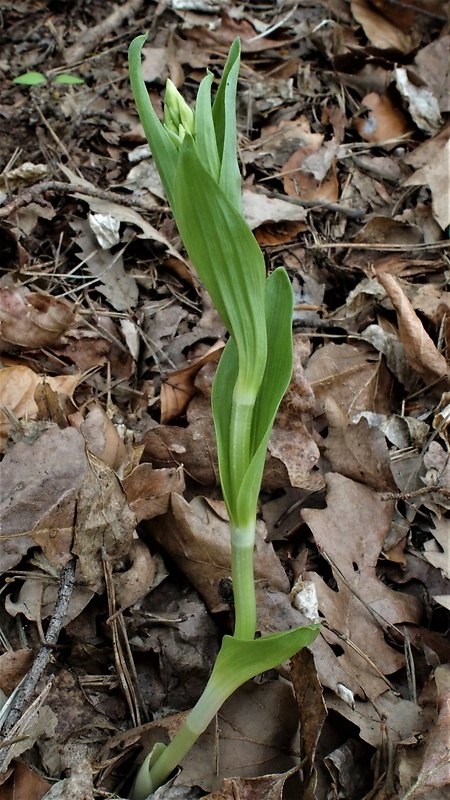 prilbovka biela Cephalanthera damasonium (Mill.) Druce