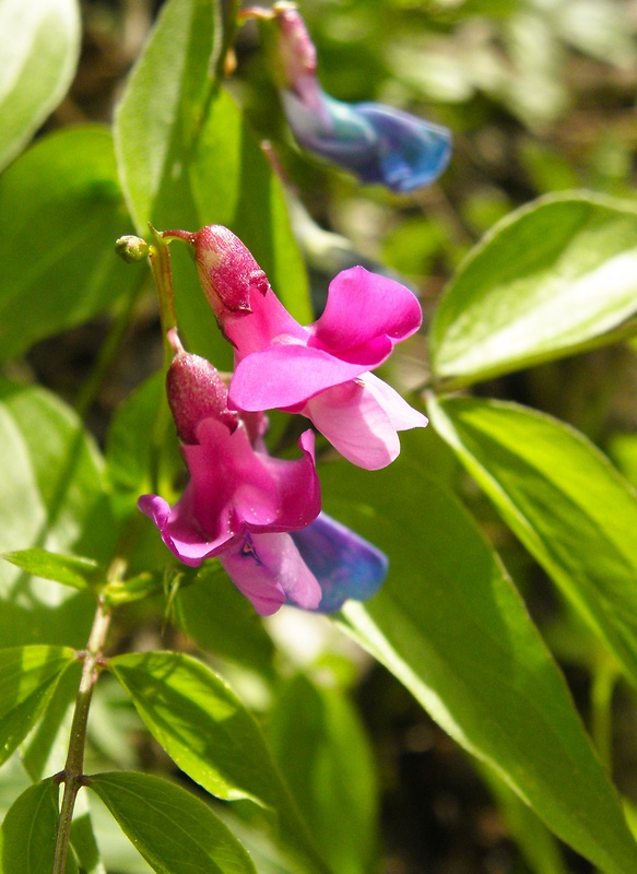 hrachor jarný Lathyrus vernus (L.) Bernh.