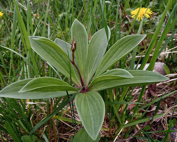 ľalia zlatohlavá Lilium martagon L.