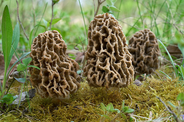 smrčok obyčajný Morchella vulgaris (Pers.) Gray