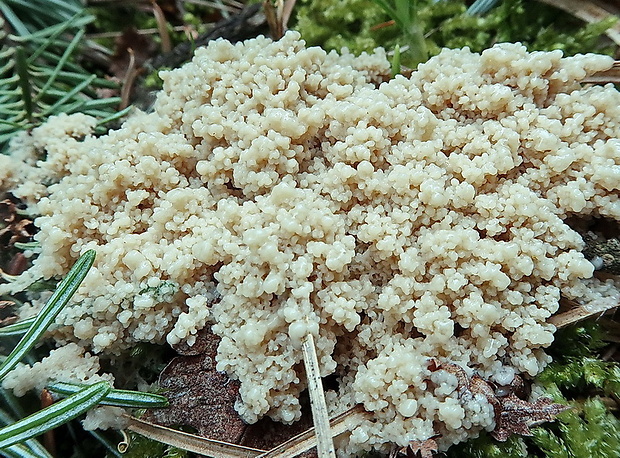 slizovka Myxomycetes