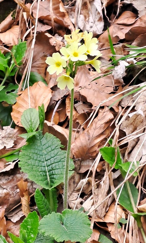 prvosienka vyššia Primula elatior (L.) L.