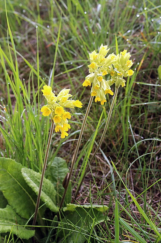 prvosienka jarná Primula veris L.