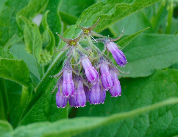 kostihoj lekársky Symphytum officinale L.