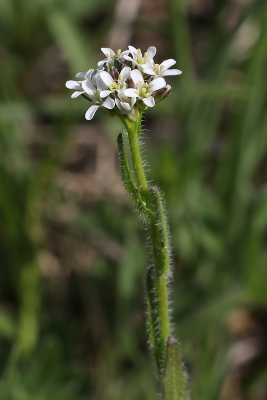 arábka chlpatá Arabis hirsuta (L.) Scop.