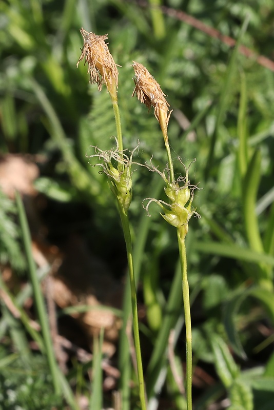 ostrica micheliho Carex michelii Host