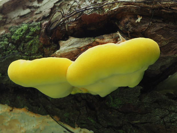 sírovec obyčajný Laetiporus sulphureus (Bull.) Murrill