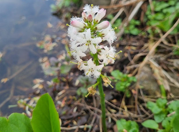 vachta trojlistá Menyanthes trifoliata L.