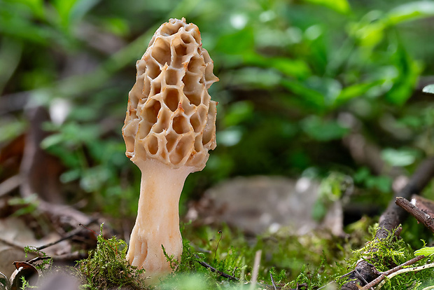 smrčok jedlý Morchella esculenta (L.) Pers.