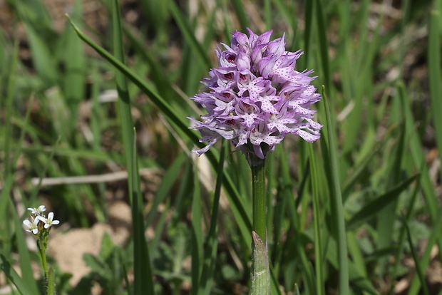 neotinea trojzubá Neotinea tridentata (Scop.) R. M. Bateman, Pridceon et M. W. Chase