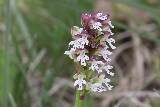 neotinea počerná pravá Neotinea ustulata subsp. ustulata (L.) R. M. Bateman, A. M. Pridgeon et M. W. Chase