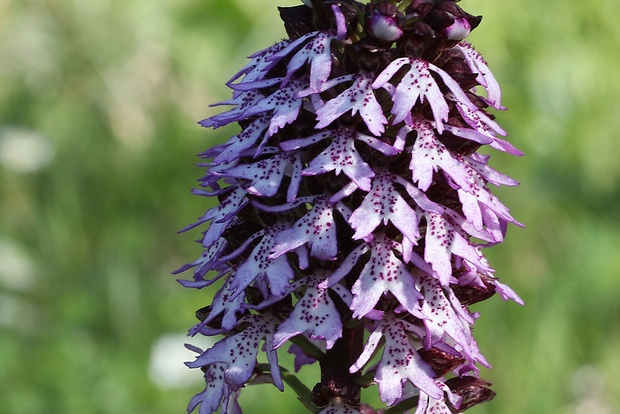 vstavač purpurový Orchis purpurea Huds.