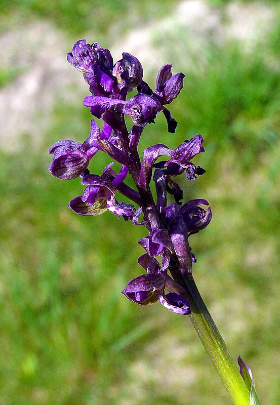 červenohlav obyčajný Anacamptis morio (L.) R. M. Bateman, A. M. Pringeon & M. W. Chase