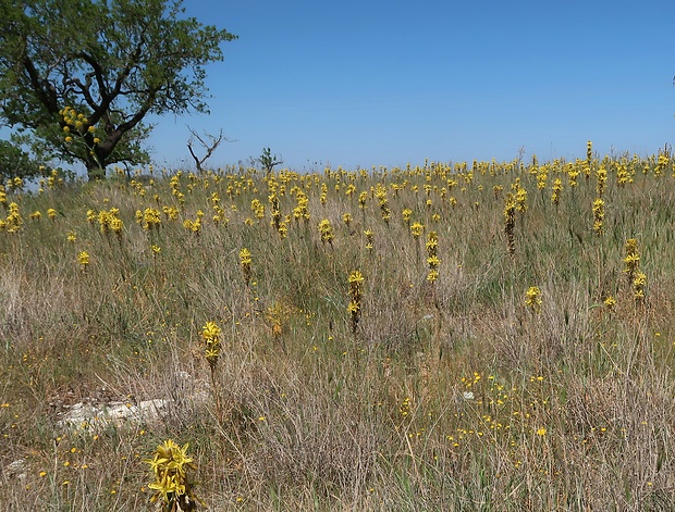 Asfodelka žltá Asphodeline lutea (L.) Rchb.