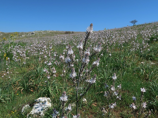 asfodel Asphodelus ramosus L.