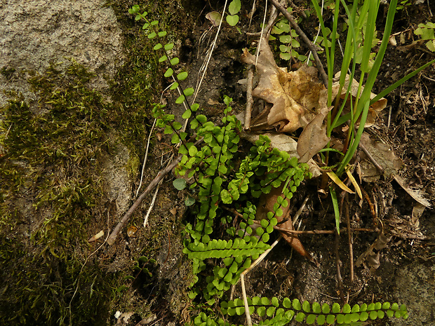 slezinník nepravý Asplenium adulterinum Milde