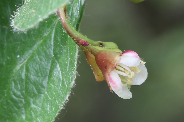 skalník obyčajný Cotoneaster integerrimus Medik.