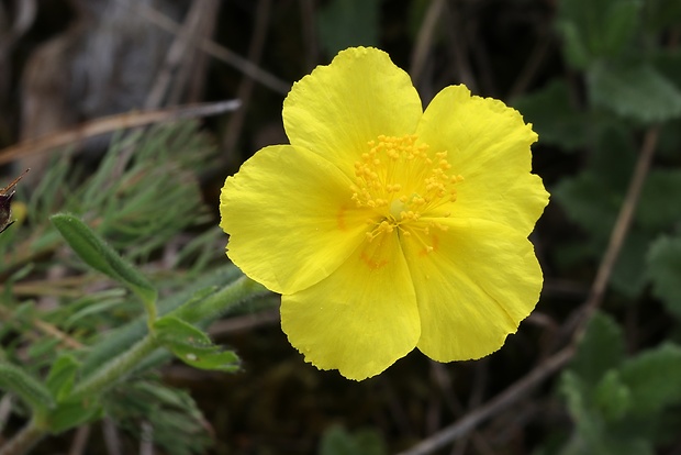 devätorník veľkokvetý Helianthemum grandiflorum (Scop.) DC.