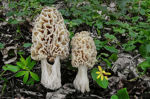 smrčok obyčajný Morchella vulgaris (Pers.) Gray